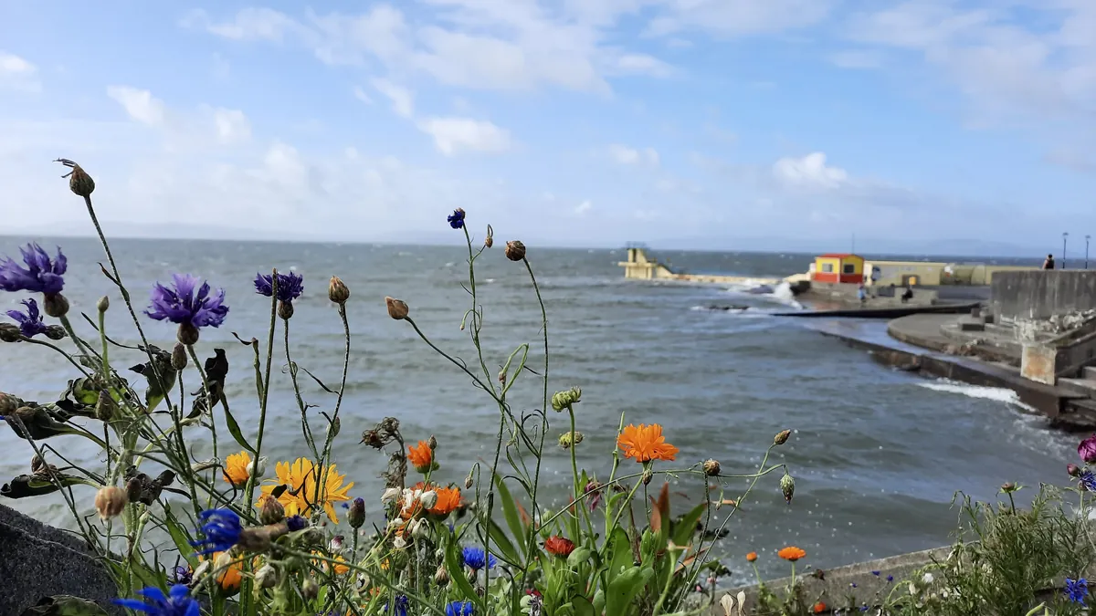 A concrete diving tower and jetty at Blackrock beside a seawall, with orange and blue wildflowers in the foreground and Galway Bay behind